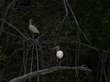 C Everglades 014 : Everglades